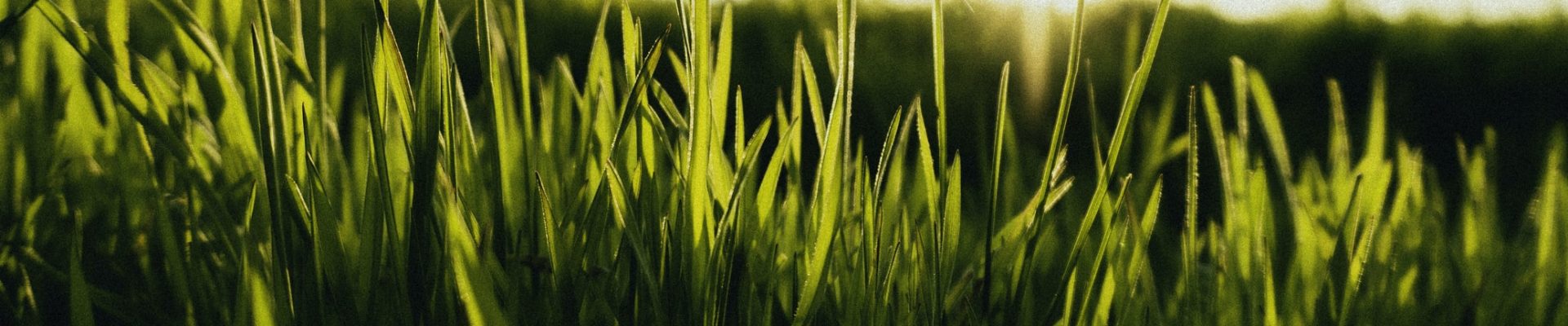 grass-green-energy